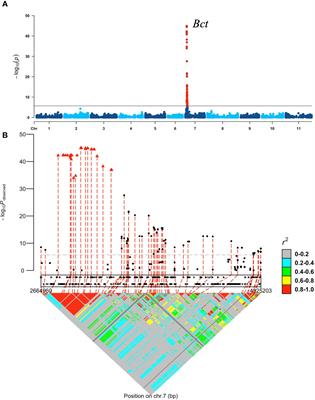 A robust SNP-haplotype assay for Bct gene region conferring resistance to beet curly top virus in common bean (Phaseolus vulgaris L.)